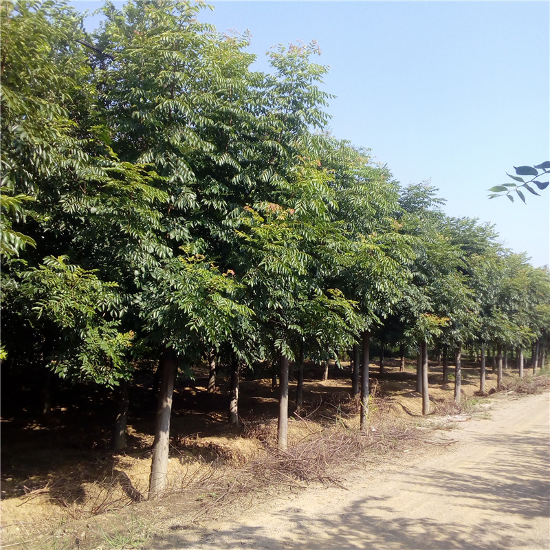 北栾最新价格,北栾最新价格，时代背景下的市场洞察
