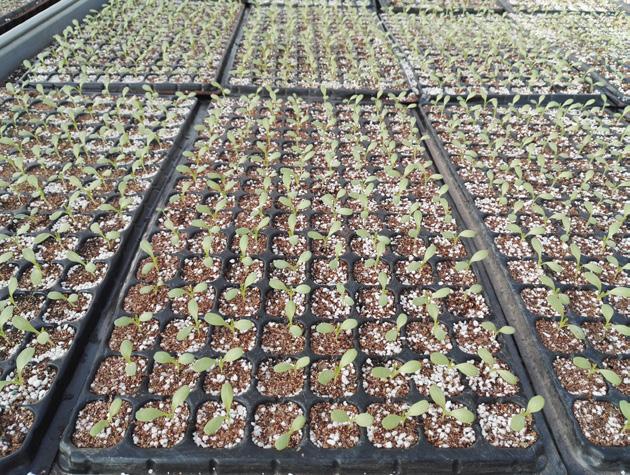 成都莴笋最新价格，市场走势与种植前景深度分析