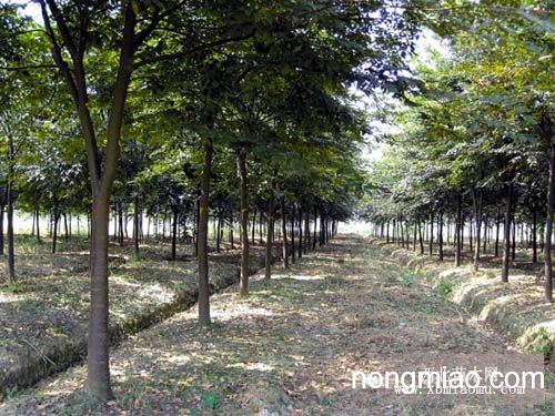 榉树最新价格，市场走势分析与选购指南