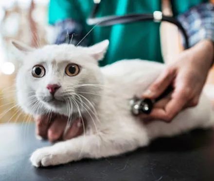 猫咪最新版C1，深度探讨与阐述观点