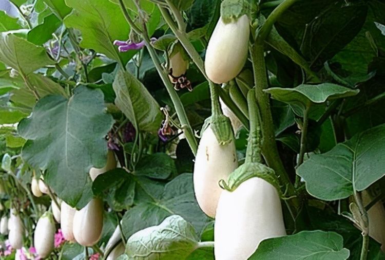 最新国产茄子品种推荐及介绍 🍆