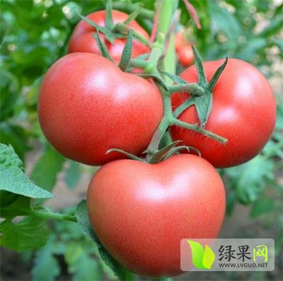 今日西红柿价格行情更新