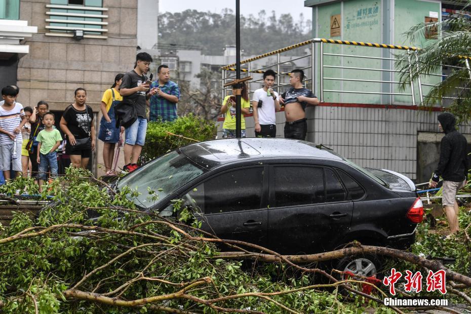 珠海天鸽台风最新动态，台风中的温馨故事