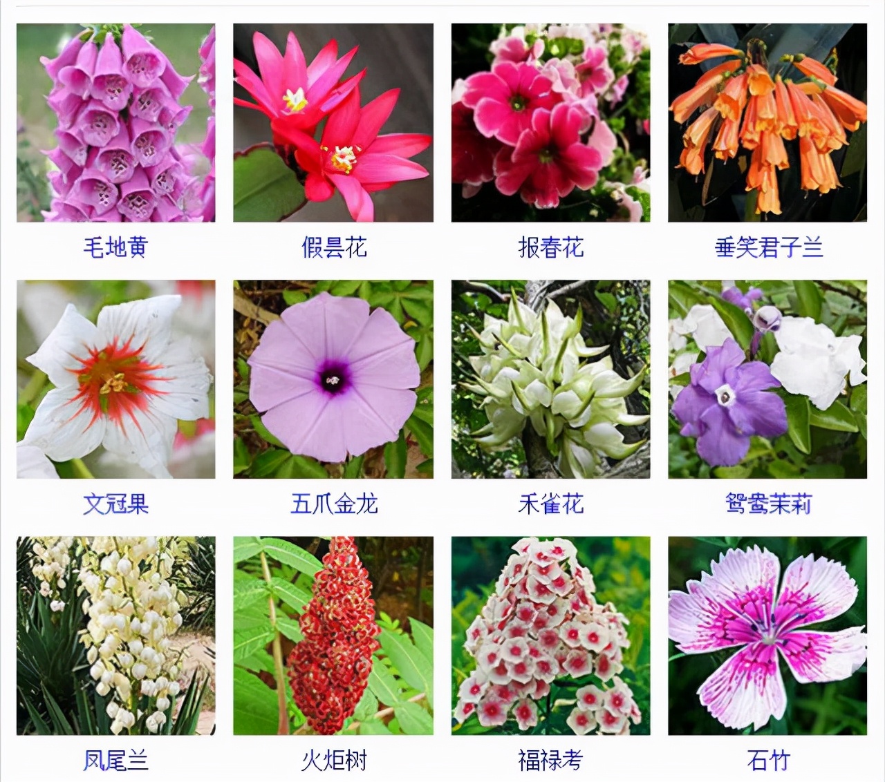 现代花卉品种，装点生活的美丽之选 🌺