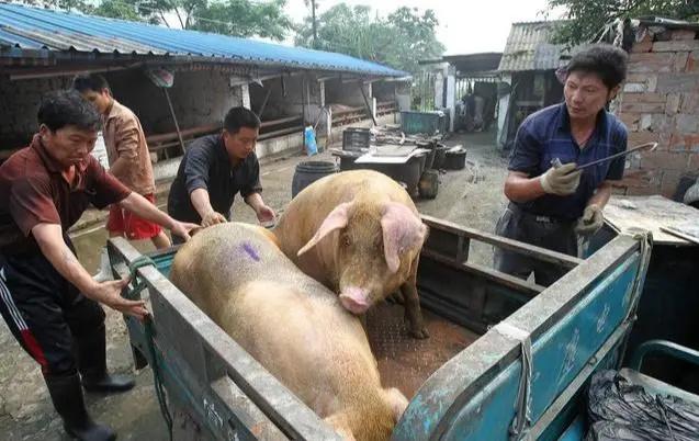 最新猪价行情分析与寻找内心平静的旅程
