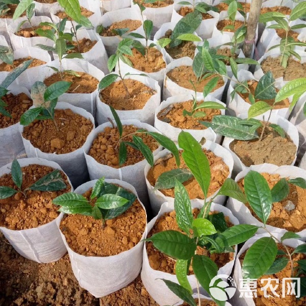 育苗杯批发价格表深度解析，背景、事件与地位一窥究竟