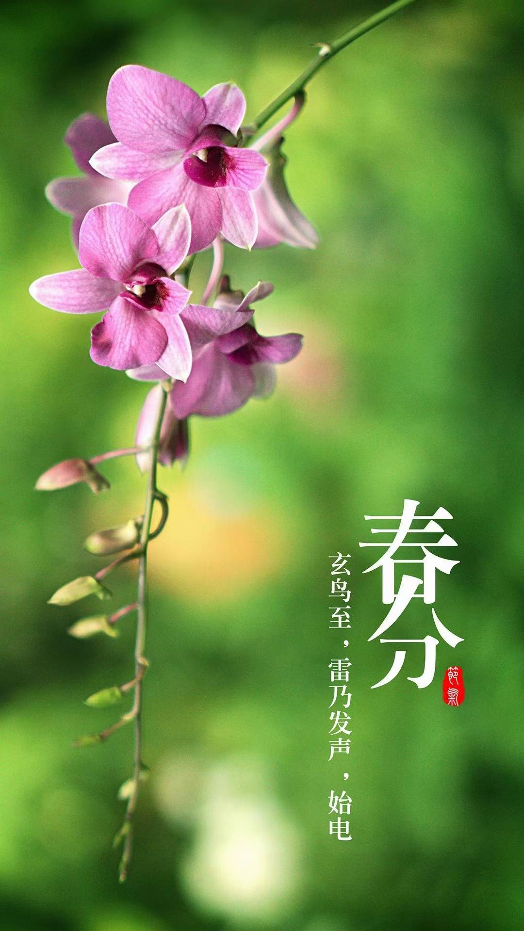 春分美图大赏，领略春光之美，感受季节浪漫