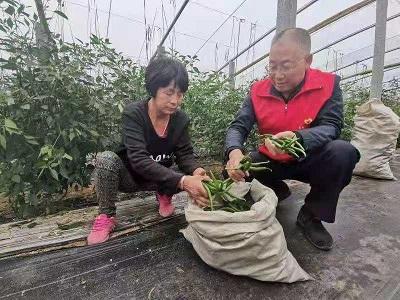 最新鲜线椒价格行情详解，行情指南与趋势分析