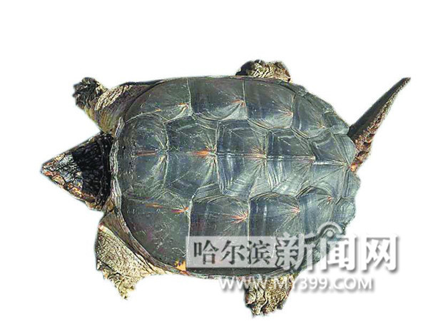 揭秘神秘水下宝藏，最新龟类鉴定揭晓！