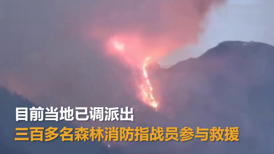蒲公英资讯的崛起之路，从沉寂到繁荣的蜕变