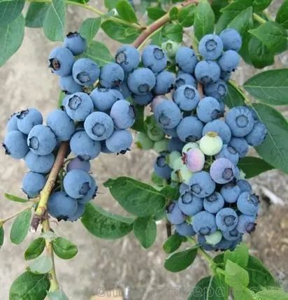 📣新鲜季节揭秘，蓝莓上市时间一览🍇
