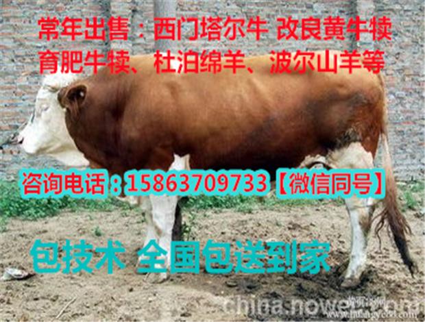 揭秘肉牛出栏价格行情，市场行情分析，你了解多少？