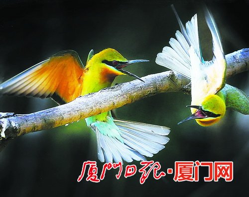厦门最新肺部健康关注，从肺开始，守护您的健康之路
