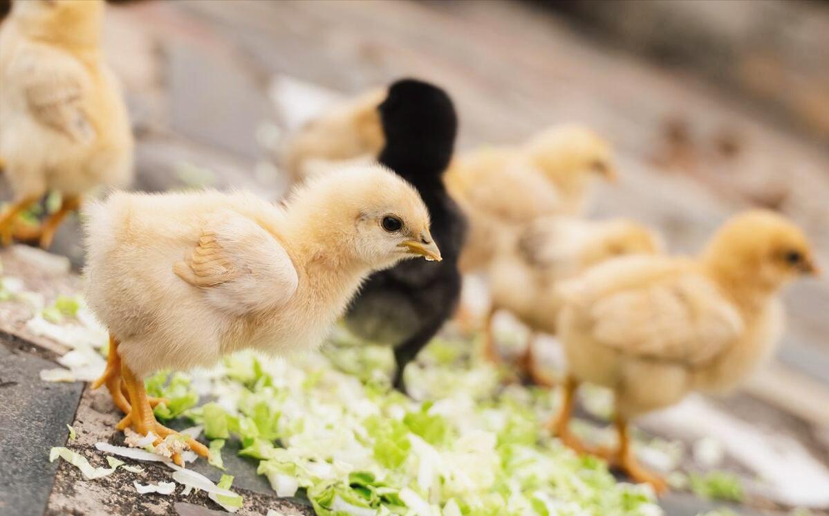 最新养小鸡，小巷深处的特色养鸡小店探秘