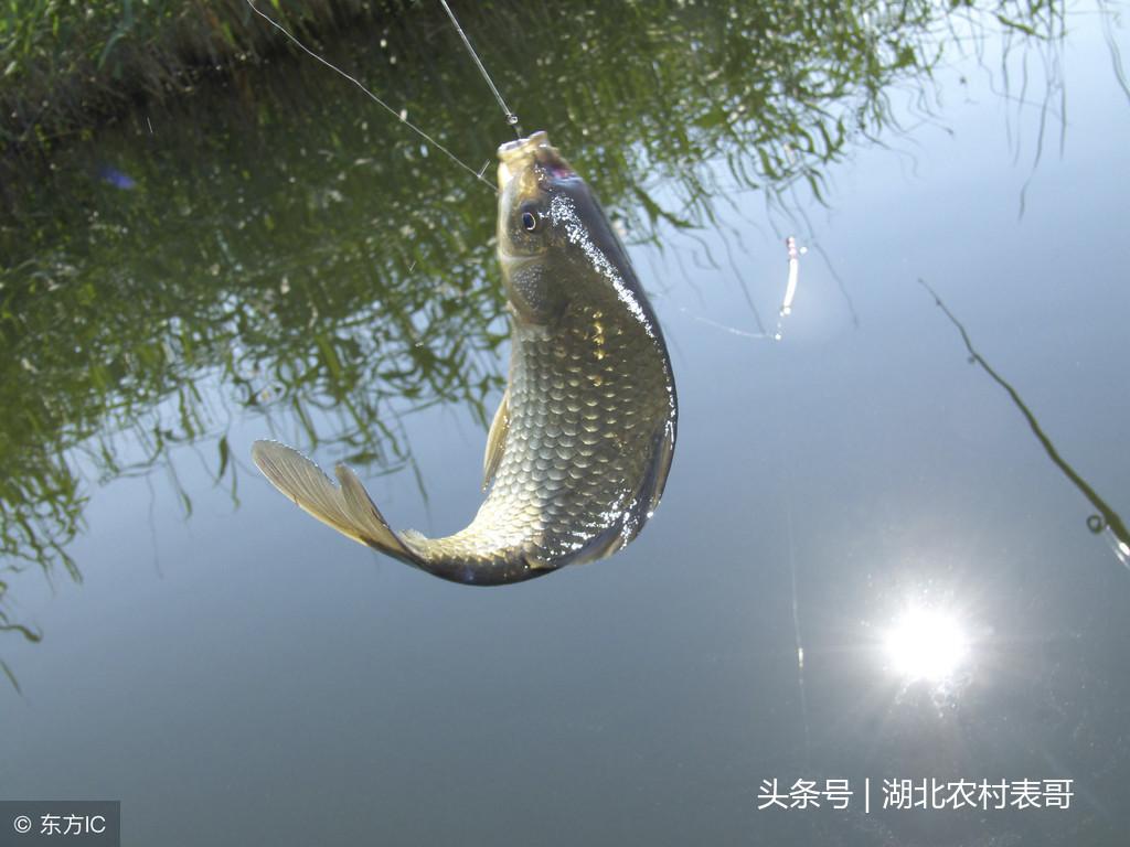 探索鲫鱼世界，最新信息与动态全解析